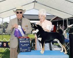 Black And Tan Shiba Inu Female Castle Shibas 541 746 9467 Eugene Springfield Oregon Shiba Inu Shiba Dachshund