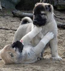 Kangal Yavrusu Fiyatlari 2020 Satilik Kangal Fiyatlari Ve Ilanlari Kangal Dunyasi 05443471021