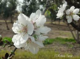 Check spelling or type a new query. The Almond Time Smell The Flowers Blog