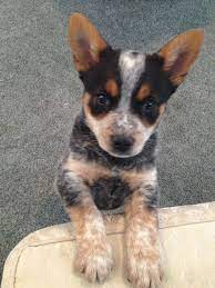 Pin By Nicholle Vazquez On Heelerz Heeler Puppies Blue Heeler Dogs Blue Heeler Puppies