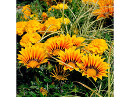 Image result for foto Gazánie