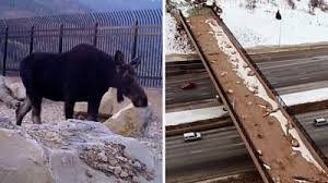 What is the mountain bike for in animal crossing? Animal Crossing For Utah Wildlife Is Working Bbc News