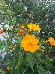 Flores Naranja Edo Lara Venezuela Flores De Verano Imagenes De Flores Clases De Colores