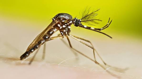Mosquito Control