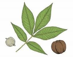 نتیجه جستجوی لغت [hickory] در گوگل