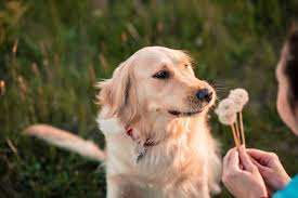 However, many veterinarians believe it just isn't worth the risk of serious injuries to give your dog a a bone and its marrow can make diarrhea, irritable bowel syndrome, or just plain sensitive stomachs even worse. Understanding Dog Cancer Inside And Out