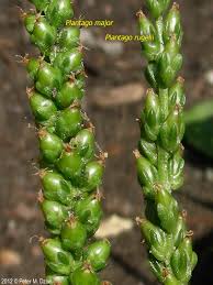 Image result for Plantago