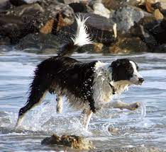 How To Train Border Collies Border Collie Puppy Training Border Collie Collie