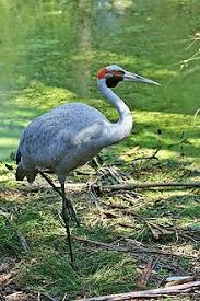 Tall Grey Bird With Black And White Head Brolga Wikipedia The Free Encyclopedia Australian Birds Birds Of Australia Pet Birds