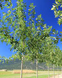 You use the syringe tool to extract from ash trees. Ash Patmore Countryside Garden Centre