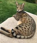 F2 Savannah Kittens For Sale - F1hybrids Savannah Cats