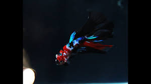 Fancy koi galaxy betta fish. Check Out This Black Galaxy Koi Halfmoon Betta Pepsi Cola Colors Youtube