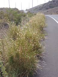 Image result for Bothriochloa