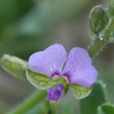 Image result for Carpolobia goetzei