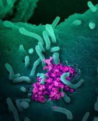 Information about veklury® (remdesivir) from around the world the approval status of veklury varies worldwide. Nih Clinical Trial Of Remdesivir To Treat Covid 19 Begins National Institutes Of Health Nih