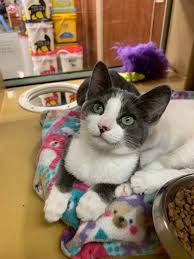 Funny, he's acting like he's not the biggest bully in the neighborhood. Even During Coronavirus Pandemic Hardworking Rescue Adopts Out More Than A Cat A Day Long Beach Post News