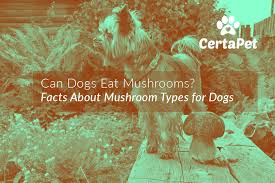 Well, grass offers them relief from a variety of issues. Can Dogs Eat Mushrooms Certapet