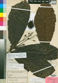 Image result for Corynanthe