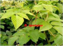 Image result for Rubus steudneri