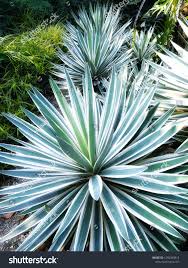 Image result for Agavaceae