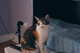 It's a set of beautifully crafted wooden boxes that mount on a wall grid so you can move the boxes around to. Why Does My Cat Try To Climb Walls What To Do To Make Them Stop