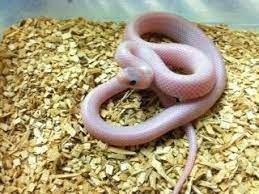 Ghost Whitesided Brooks Kingsnake Bhb Reptiles
