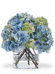 Ogni stelo di basilico in buona salute fa fiori: Composizione Floreale Compatta Dai Toni Blu E Verde In Vaso Di Vetro Cubico Composta Da Ortensie Blu