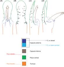 Image result for Pseudocalyx ochraceus