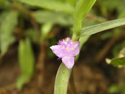 Image result for Cyanotis axillaris