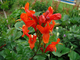 Image result for Rhigozum zambesiacum