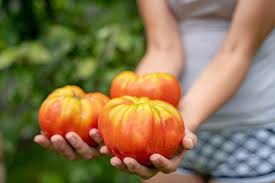 Ideally, they can be harvested at their prime or earlier, as they are capable of ripening after picking. When To Pick Tomatoes Kellogg Garden Organics