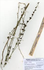 Image result for Micrargeria