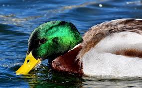 .kolam warna mengapung kuning mainan kesenangan bebek anak itik mandi pertandingan karet 46 gambar kucing lucu warna kuning baru. Bebek Mallard Itik Jantan Warna Foto Gratis Di Pixabay