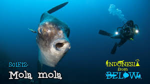 Кабель для питания 5 м. Mola Mola Legend Of The Deep 4k Indonesia From Below S01e12 Sztv Youtube