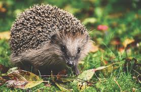 Applicare una crema di idrocortisone topica per la puntura alla fermata gonfiore e prendere benadryl come necessario. Che Fare Se Si Trova Un Riccio Animali Animali 9 Bsnews It Brescia News