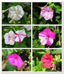 We did not find results for: Due Diligence Four O Clock Plants The Permaculture Research Institute
