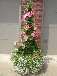 Mandevilla Vine Container Gardening Flowers Container Flowers Container Garden Design