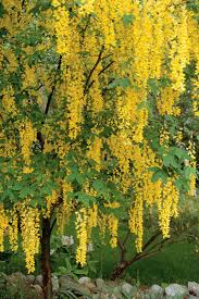 18 Small Trees That Will Add Tons Of Color To Your Landscape Trees For Front Yard Small Trees Flowering Trees