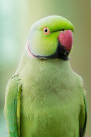 Green Bird With Red Ring Around Neck Rose Ringed Parakeet Parakeet Ring Necked Parakeet Alexandrine Parrot