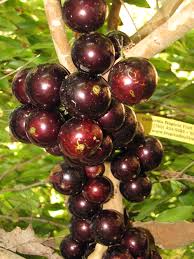 2528 crandall drive, san diego, ca 92111. California Tropical Fruit Tree Nursery