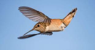 Check spelling or type a new query. Backyard Hummingbirds Audubon Rockies