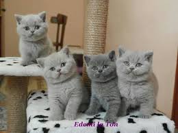 Pin By Montserrat Torrente On British Shorthair Kittens Cutest Cute Cats Pretty Cats