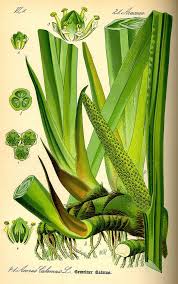 Image result for Calamus deerratus