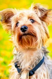 To find the right yorkie, you need to make sure the puppy is healthy and evaluate how they act when not surrounded by their siblings. Baby Girl Meets Her New Yorkie Puppy And The Video Is Melting Everyone S Hearts Pet Buzz