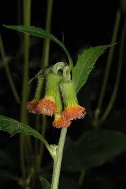 Image result for Crassocephalum radiatum