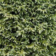 Chamaecyparis pisifera 'baby blue' sku. Baby Blue Sawara Cypress Nwa Plants Inc