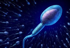 Belly down postures build core body strength in the low back and abs. Iui Procedure Treatment Success Rate More