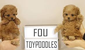 We would like to show you a description here but the site won't allow us. Toy Poodles For Sale Near Me Home Facebook