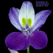 Image result for Pontederiaceae