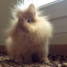 They become sexually mature within a few months of birth and have relatively short pregnancies. What Are Dwarf Bunnies Lafeber Co Small Mammals